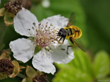 La bassa de Can Dunyó